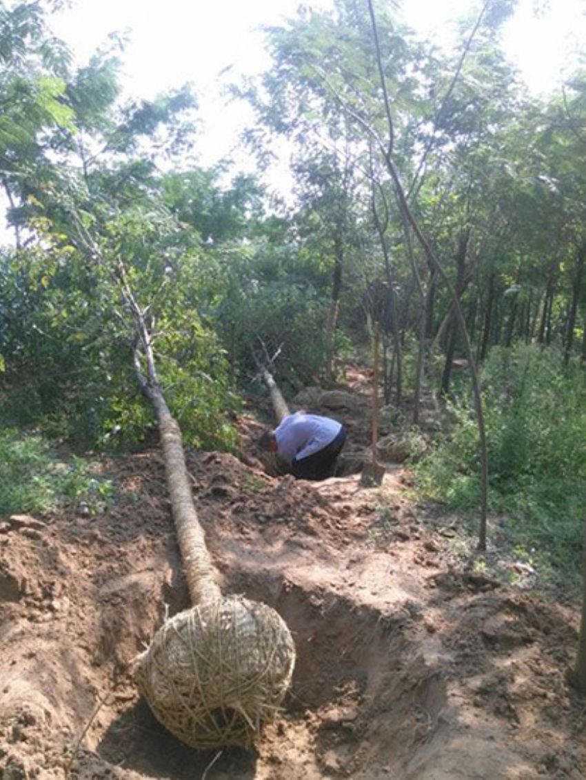 點擊查看詳細信息<br>標題：香花槐 閱讀次數：2079