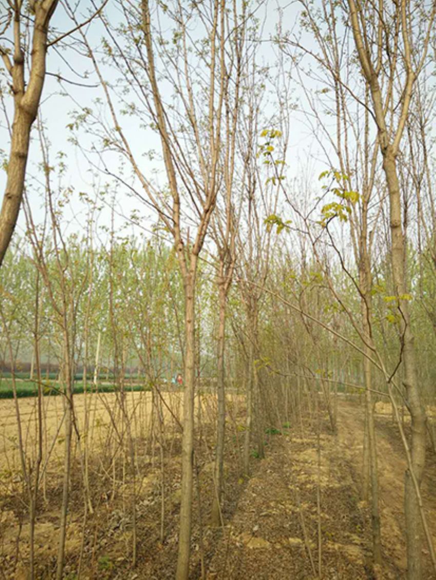 點擊查看詳細信息<br>標題：香花槐 閱讀次數：2192