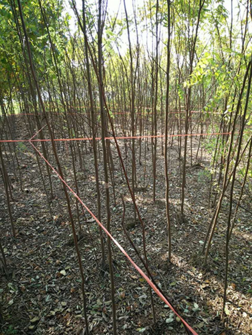 點擊查看詳細信息<br>標題：香花槐 閱讀次數：2148