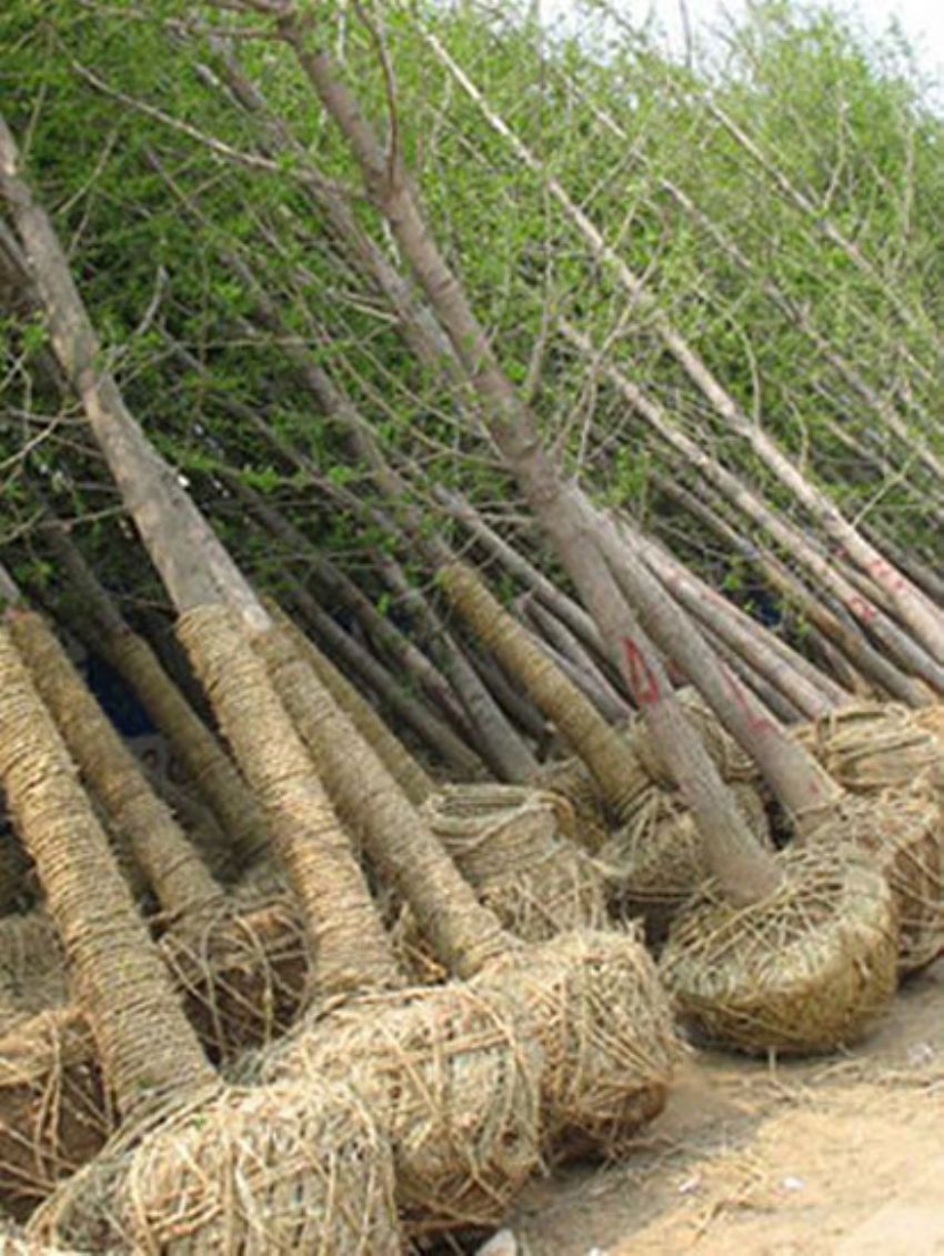 點(diǎn)擊查看詳細(xì)信息<br>標(biāo)題：銀杏 閱讀次數(shù)：3454