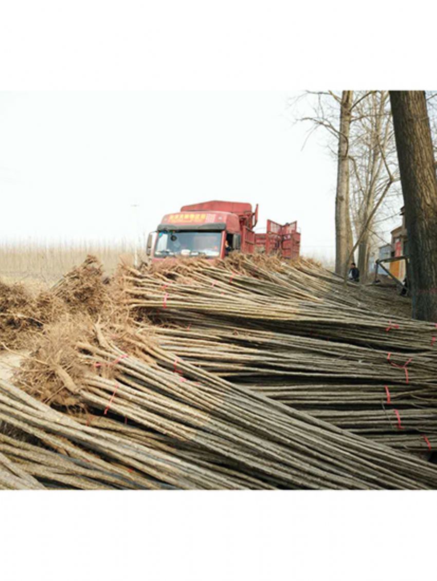 點擊查看詳細信息<br>標題：楊樹苗 閱讀次數：2087