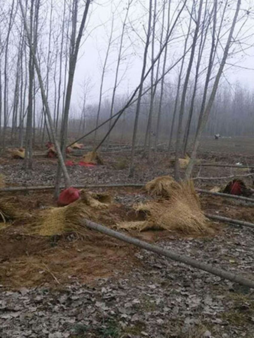 點擊查看詳細信息<br>標題：楊樹苗 閱讀次數：2079