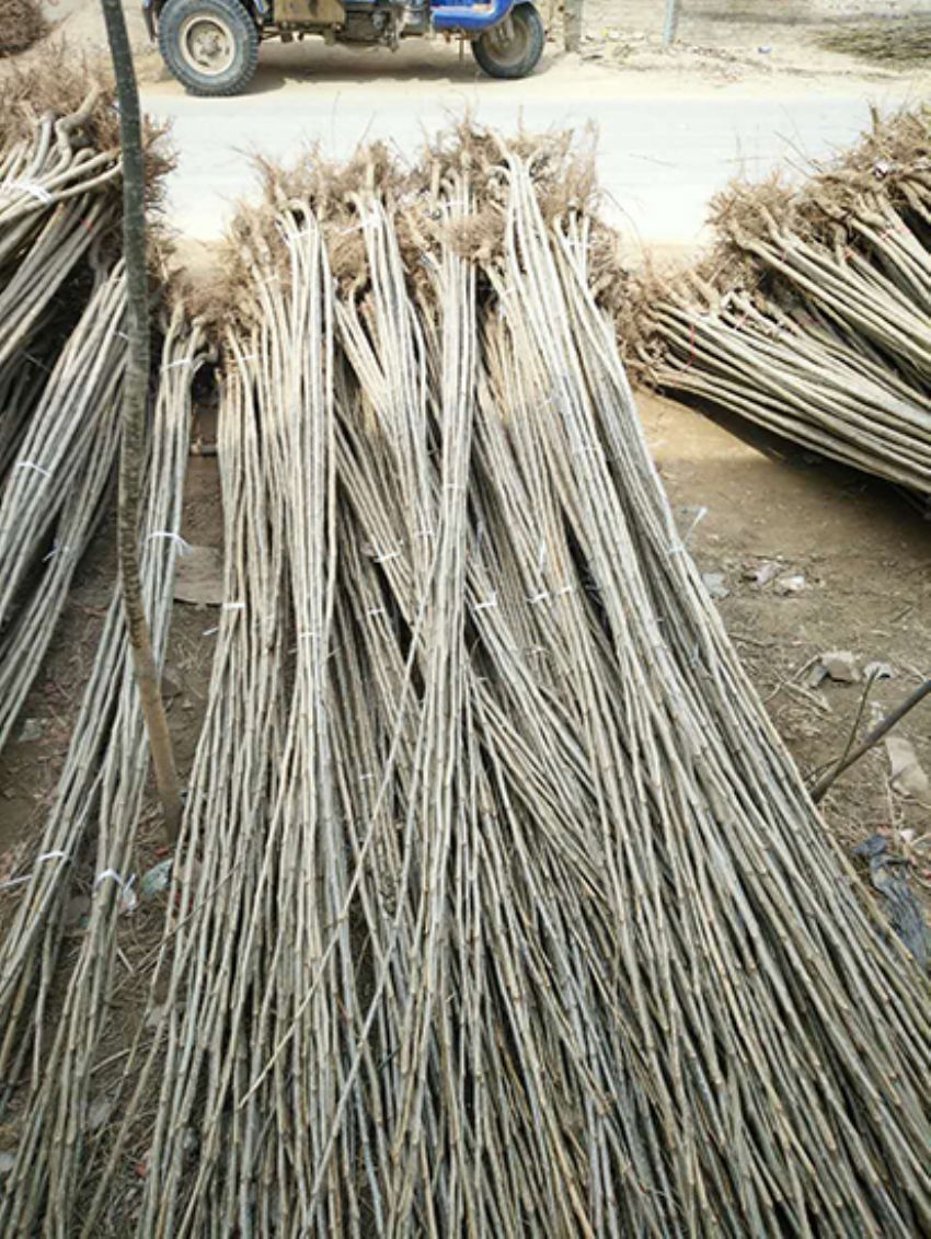 點(diǎn)擊查看詳細(xì)信息<br>標(biāo)題：楊樹苗 閱讀次數(shù)：3220