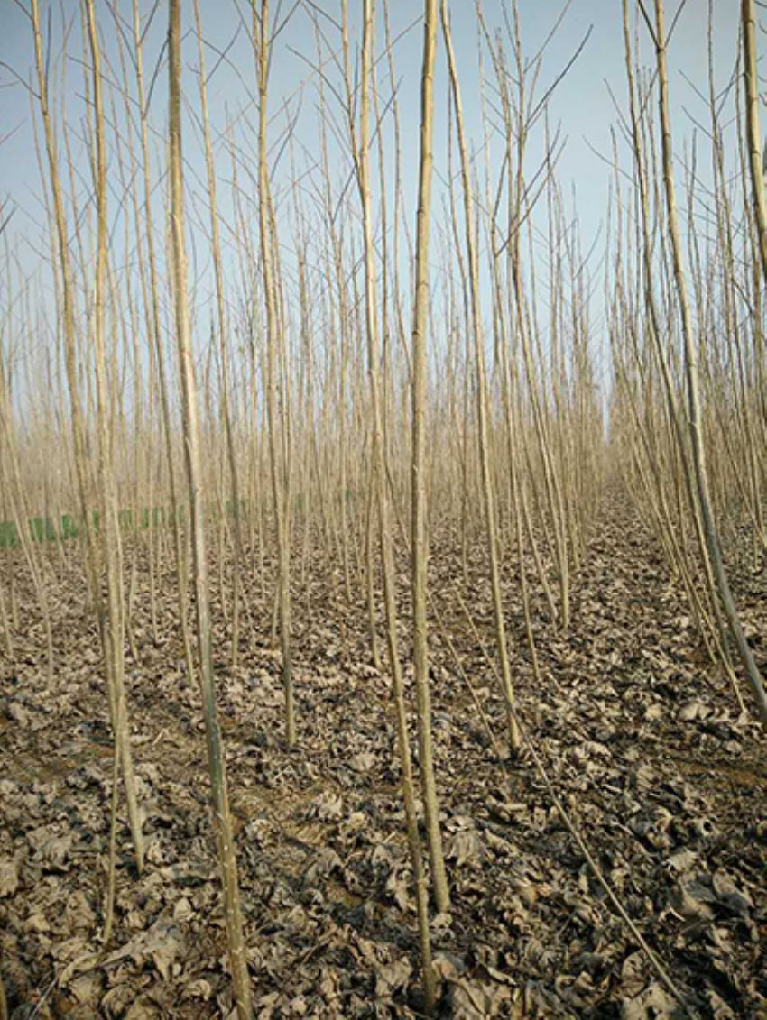 點擊查看詳細信息<br>標題：楊樹苗 閱讀次數：2145