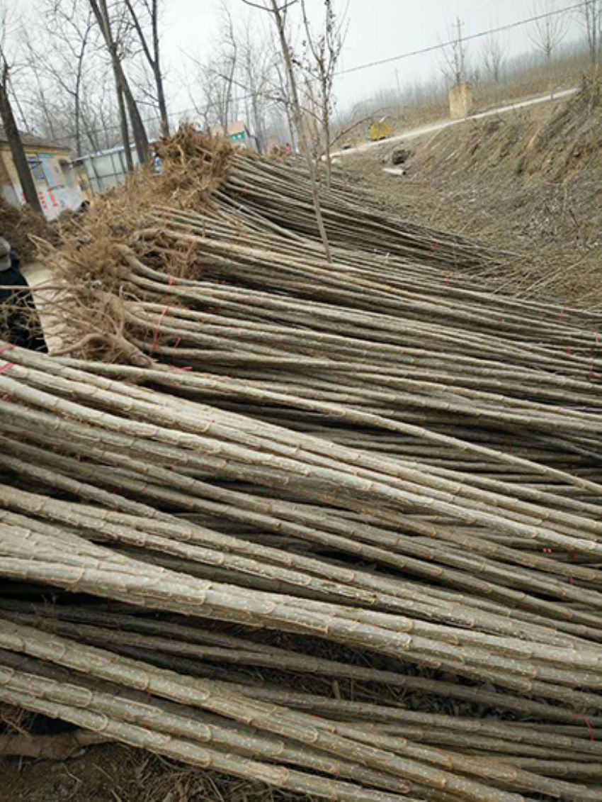 點(diǎn)擊查看詳細(xì)信息<br>標(biāo)題：楊樹苗 閱讀次數(shù)：3405