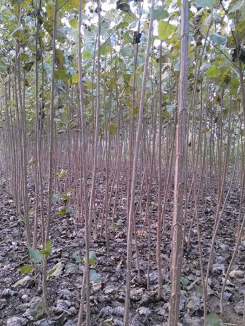 點(diǎn)擊查看詳細(xì)信息<br>標(biāo)題：速生楊 閱讀次數(shù)：2374