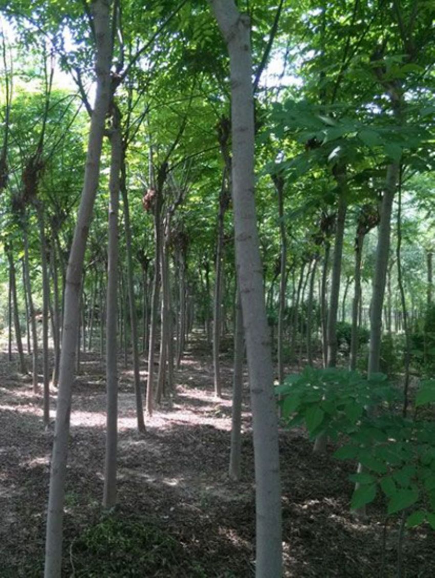 點(diǎn)擊查看詳細(xì)信息<br>標(biāo)題：欒樹 閱讀次數(shù)：2084