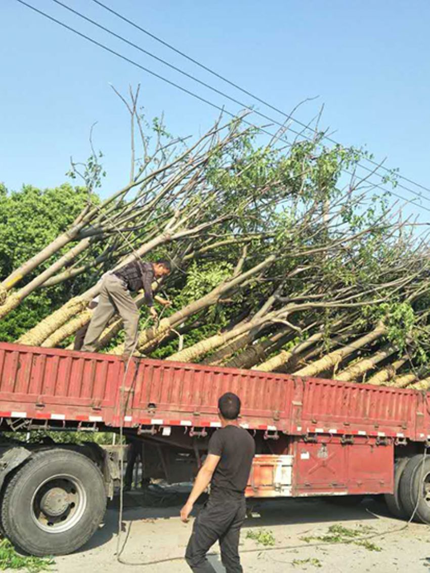 點(diǎn)擊查看詳細(xì)信息<br>標(biāo)題：欒樹 閱讀次數(shù)：3111