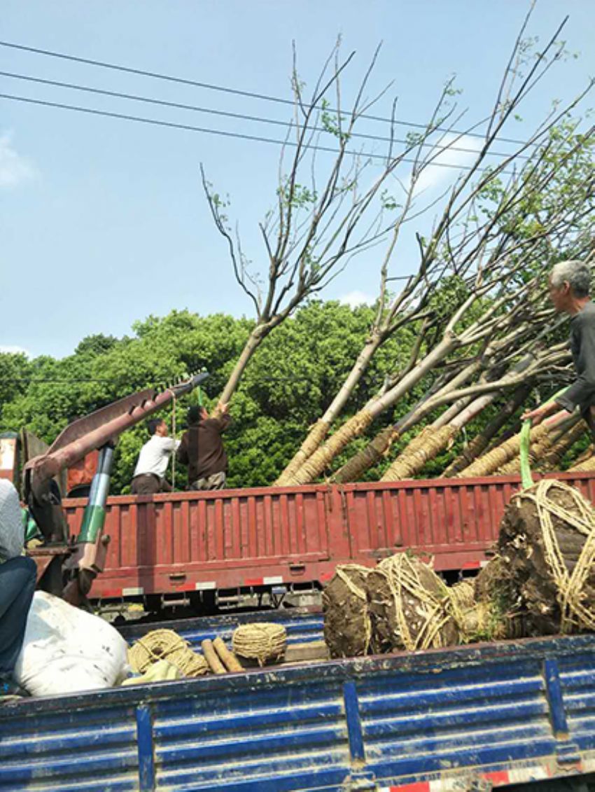 點(diǎn)擊查看詳細(xì)信息<br>標(biāo)題：欒樹 閱讀次數(shù)：1914
