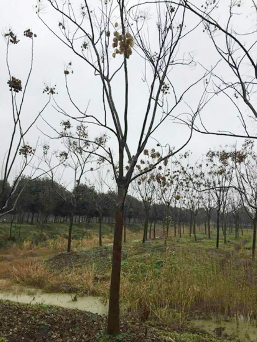 點(diǎn)擊查看詳細(xì)信息<br>標(biāo)題：欒樹 閱讀次數(shù)：2160