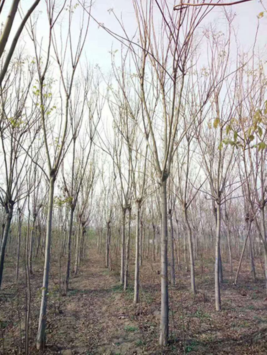 點(diǎn)擊查看詳細(xì)信息<br>標(biāo)題：欒樹 閱讀次數(shù)：1875