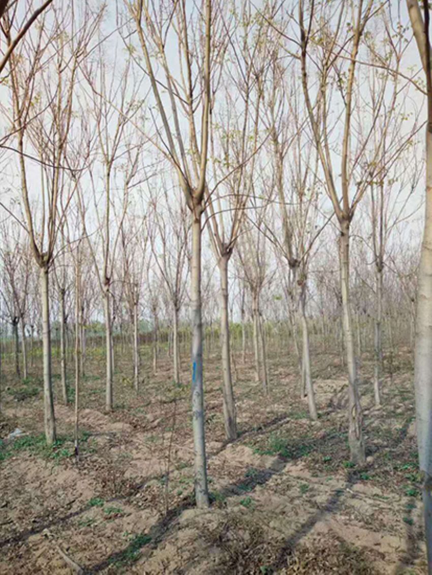 點(diǎn)擊查看詳細(xì)信息<br>標(biāo)題：欒樹 閱讀次數(shù)：2037