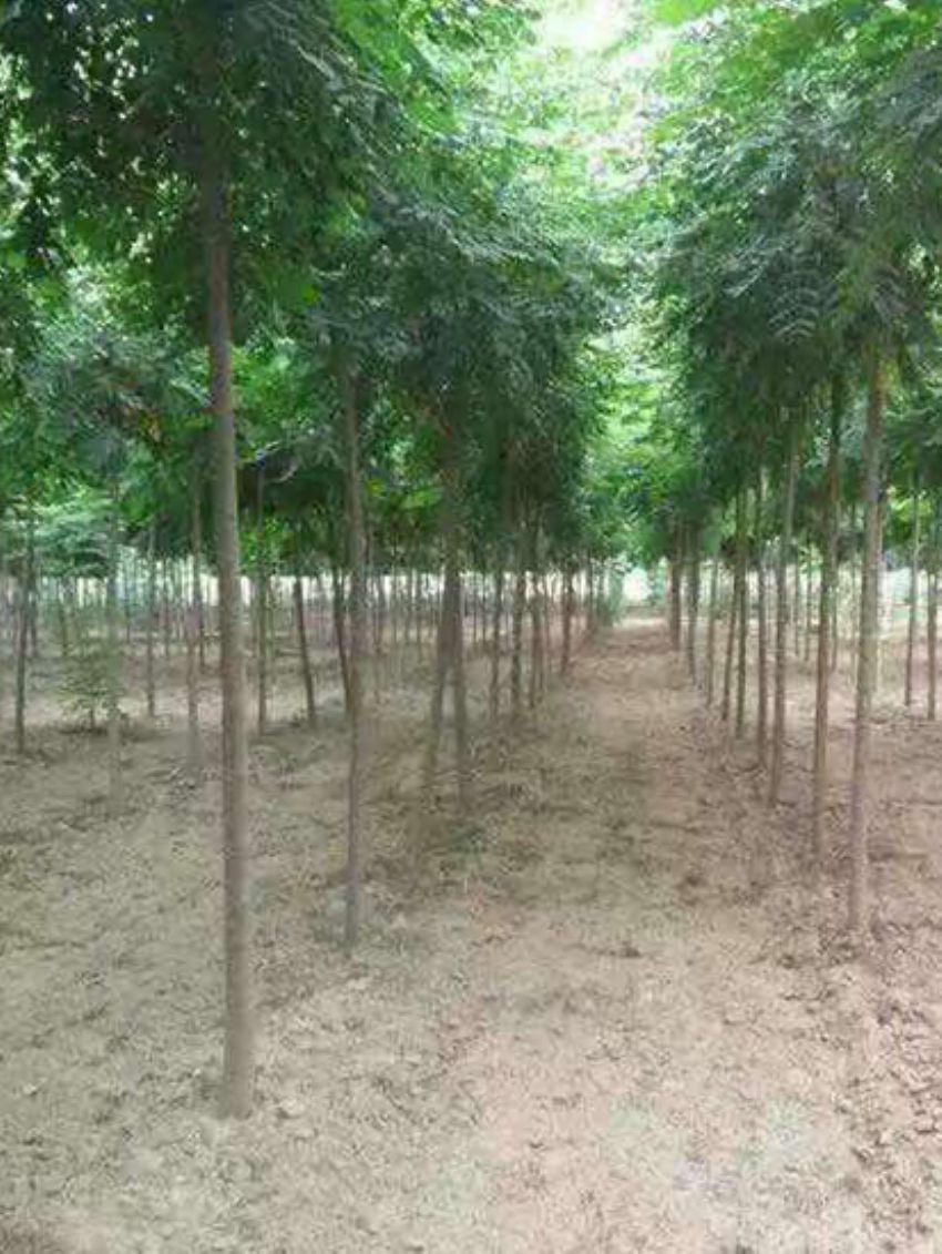 點(diǎn)擊查看詳細(xì)信息<br>標(biāo)題：欒樹 閱讀次數(shù)：3188