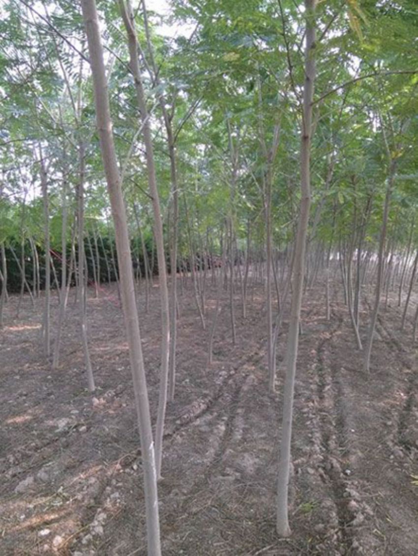 點擊查看詳細信息<br>標題：合歡 閱讀次數：1908