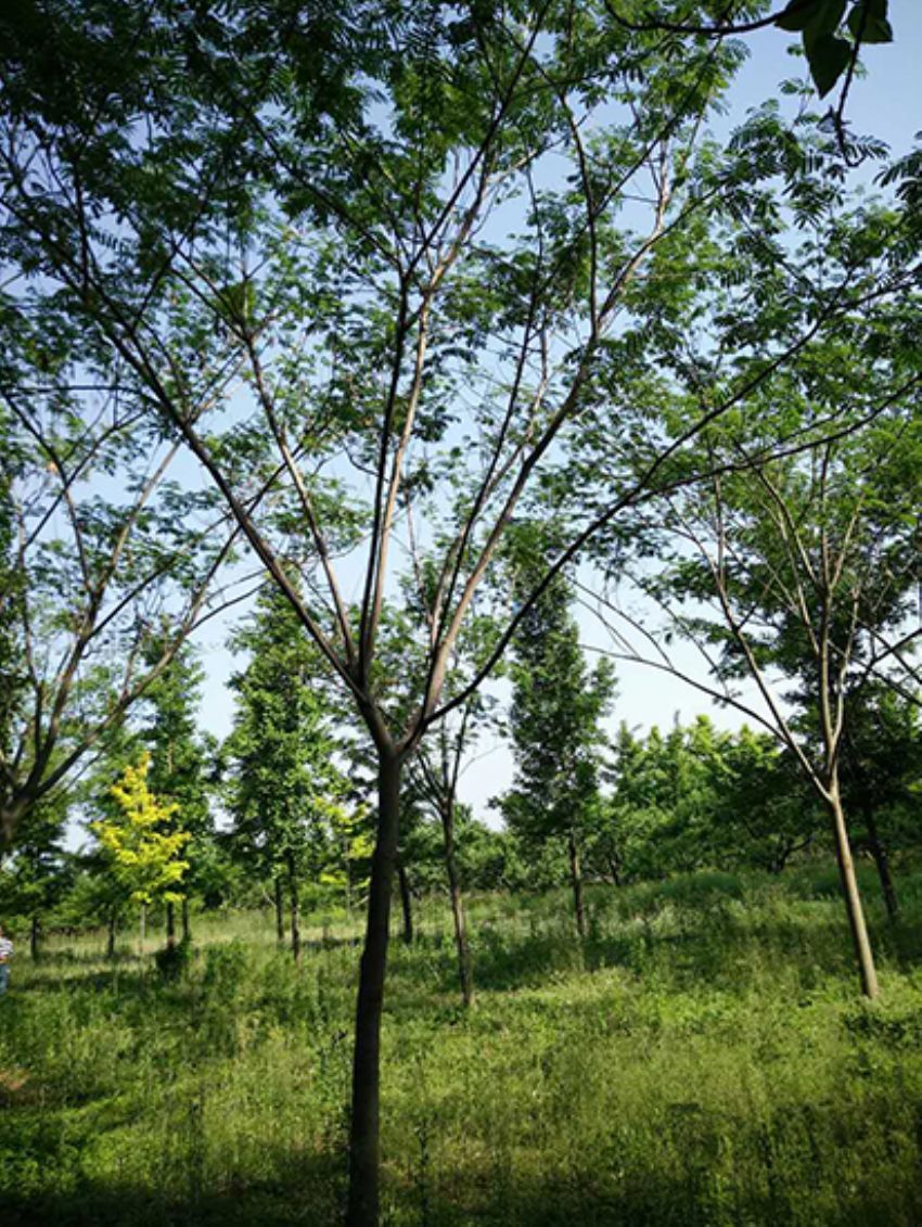 點擊查看詳細信息<br>標題：合歡 閱讀次數：1909