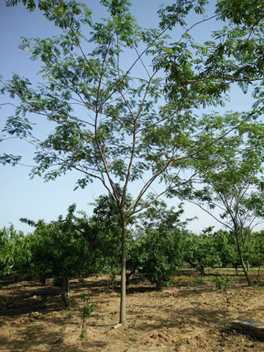 點擊查看詳細信息<br>標題：合歡 閱讀次數：2246