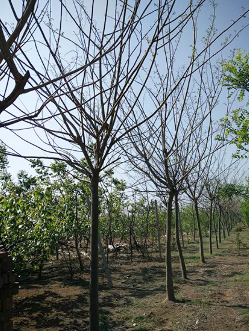 點擊查看詳細信息<br>標題：合歡 閱讀次數：2185