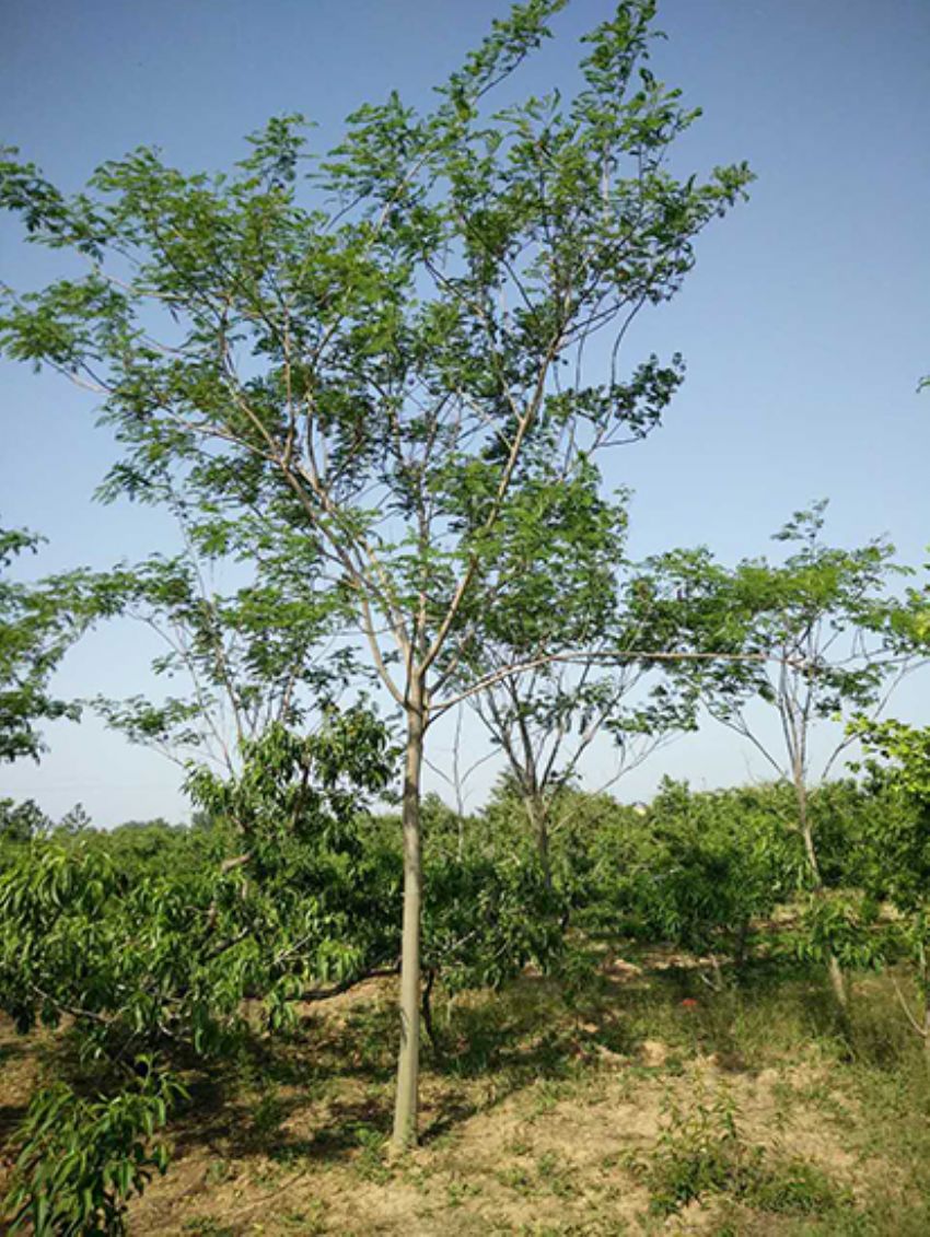 點(diǎn)擊查看詳細(xì)信息<br>標(biāo)題：合歡 閱讀次數(shù)：3298