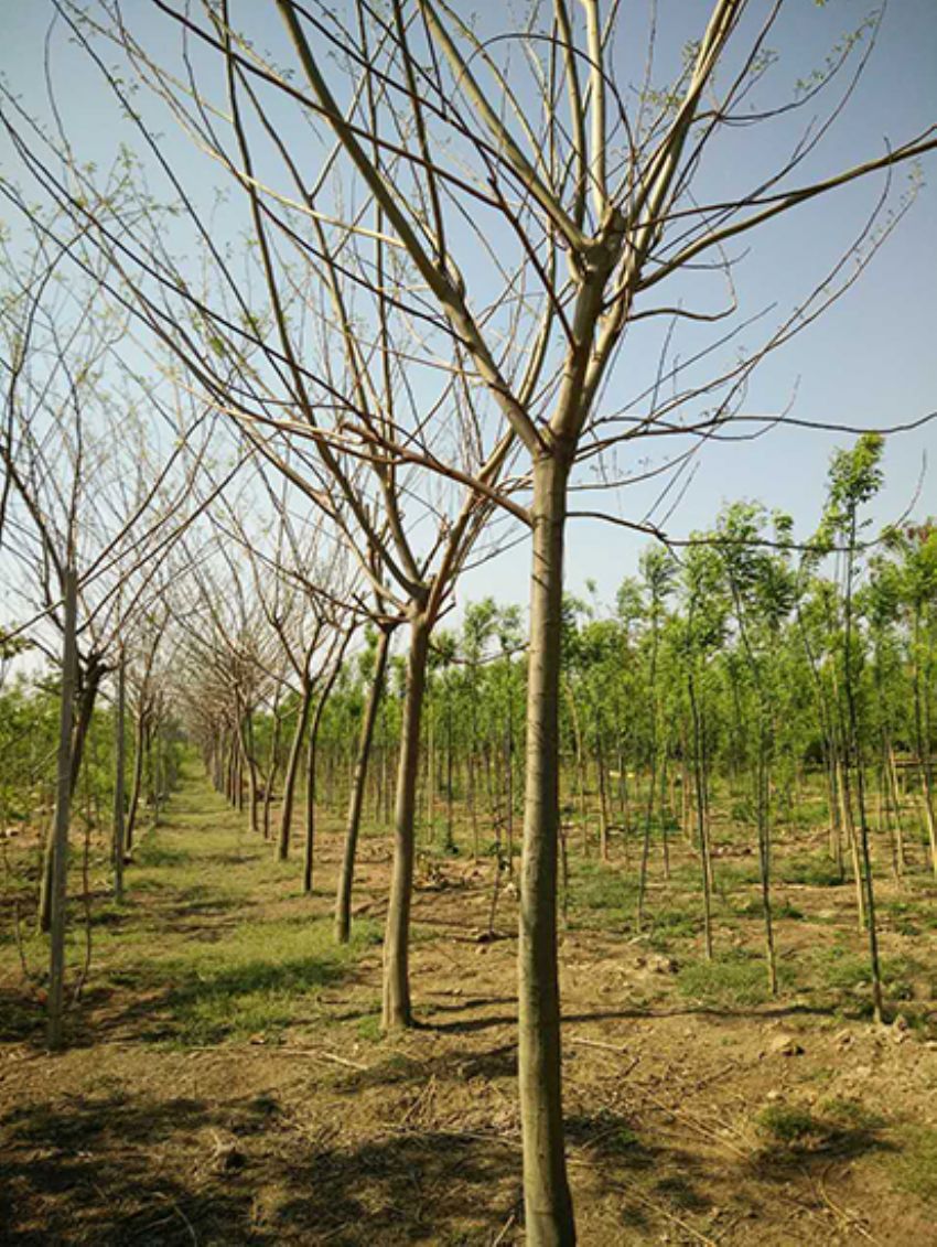 點(diǎn)擊查看詳細(xì)信息<br>標(biāo)題：合歡 閱讀次數(shù)：3251