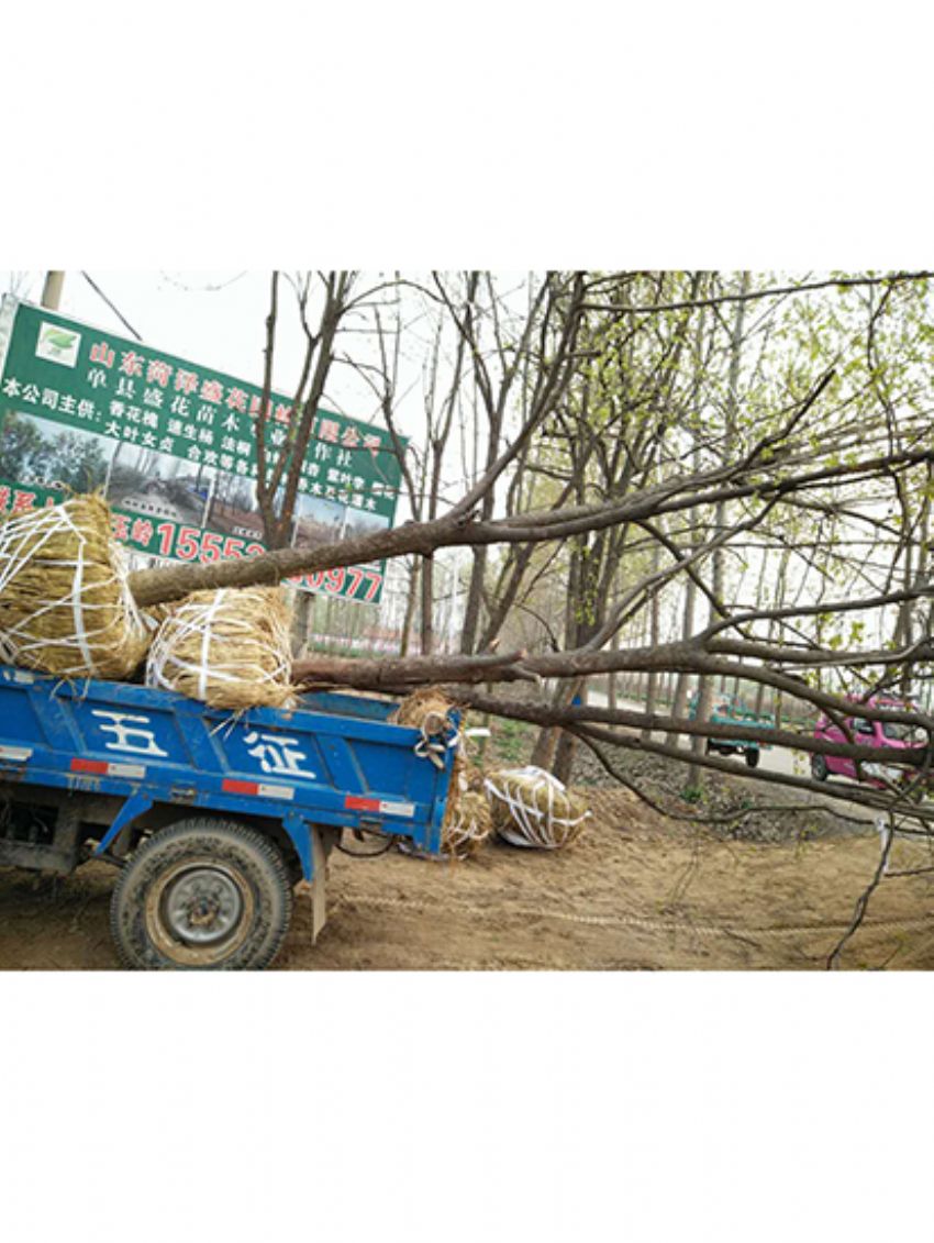 點擊查看詳細信息<br>標題：果樹-柿子樹 閱讀次數：1811