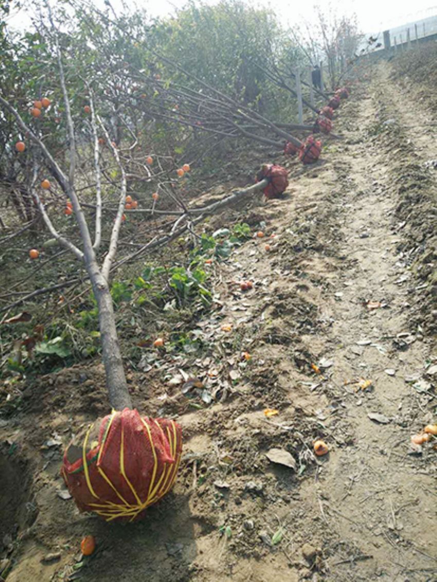 點擊查看詳細信息<br>標題：果樹-柿子樹 閱讀次數：1867