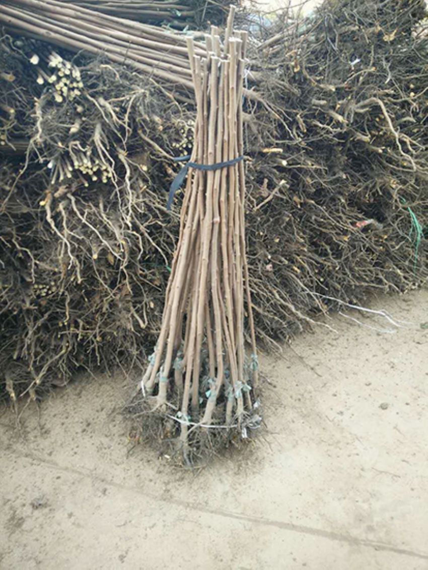 點(diǎn)擊查看詳細(xì)信息<br>標(biāo)題：果樹-柿子樹 閱讀次數(shù)：3295