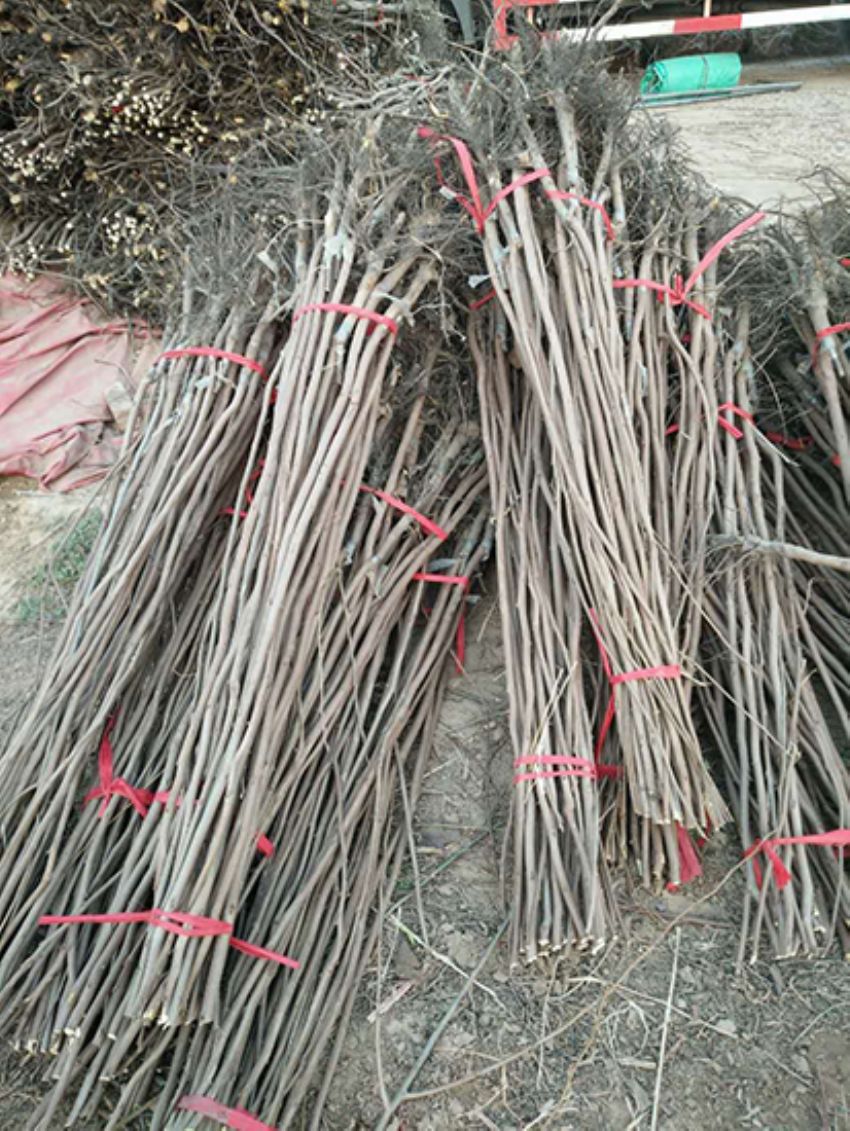 點擊查看詳細信息<br>標題：果樹-柿子樹 閱讀次數：2240