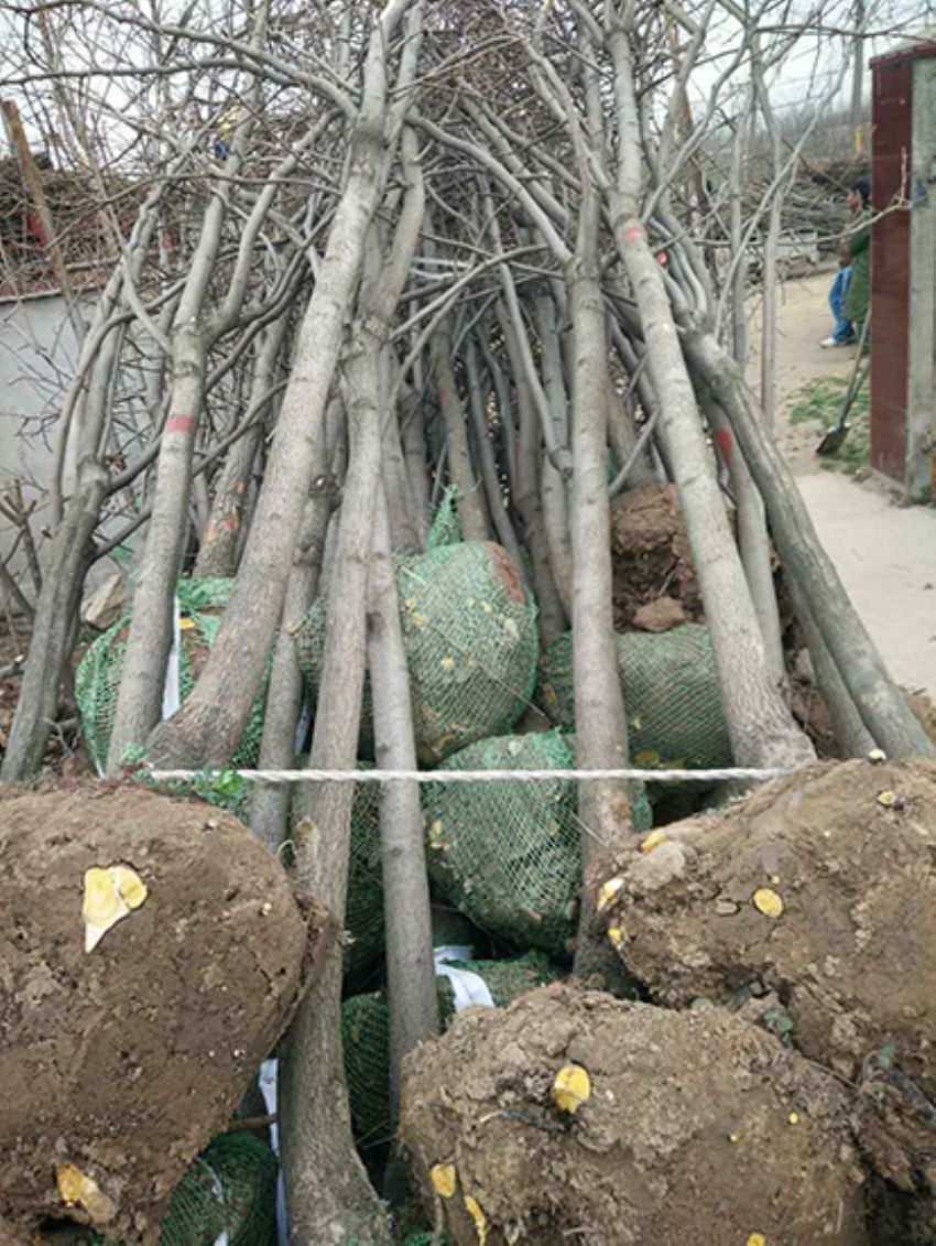 點擊查看詳細信息<br>標題：果樹-柿子樹 閱讀次數：2241