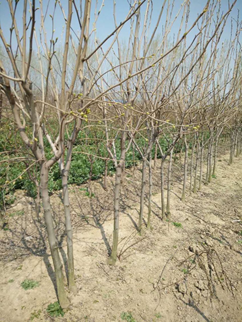 點擊查看詳細信息<br>標題：果樹-柿子樹 閱讀次數：2185