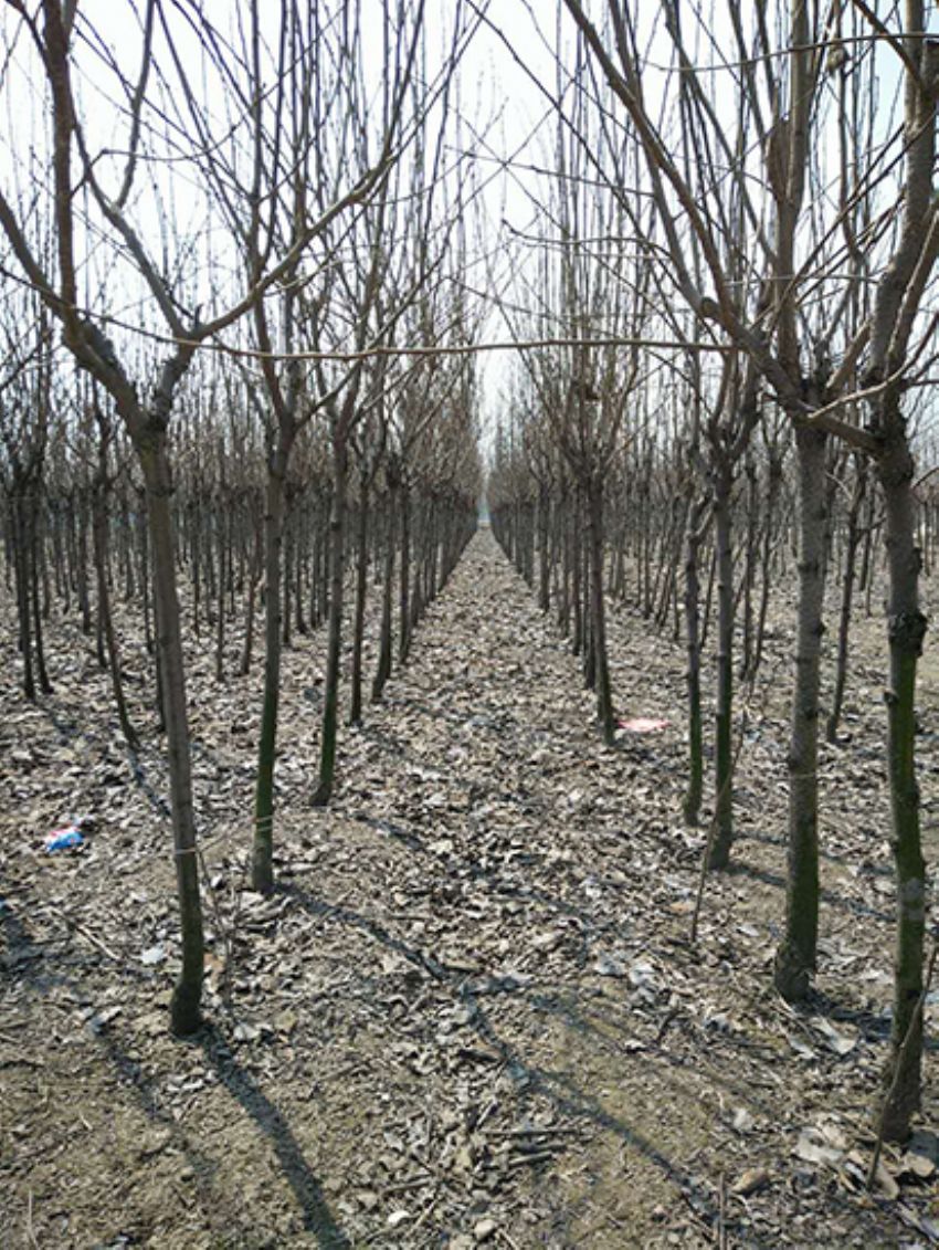 點擊查看詳細信息<br>標題：果樹-柿子樹 閱讀次數：2060