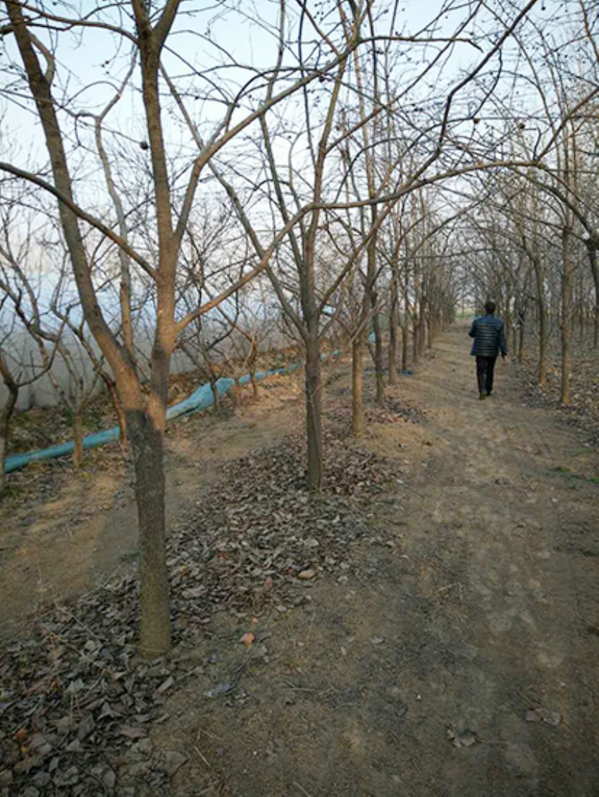 點擊查看詳細信息<br>標題：果樹-柿子樹 閱讀次數：2327