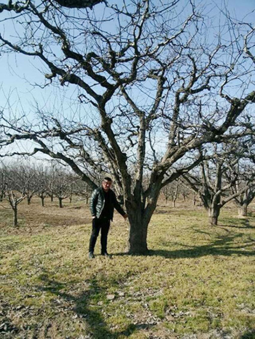 點擊查看詳細信息<br>標題：果樹-柿子樹 閱讀次數：2289