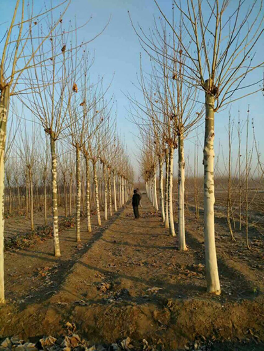 點(diǎn)擊查看詳細(xì)信息<br>標(biāo)題：法桐 閱讀次數(shù)：3135