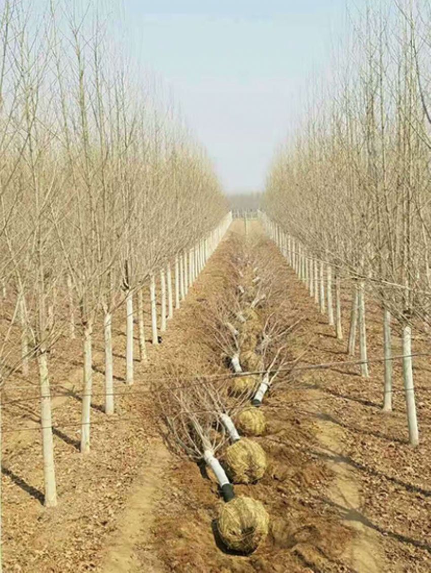 點(diǎn)擊查看詳細(xì)信息<br>標(biāo)題：法桐 閱讀次數(shù)：3237