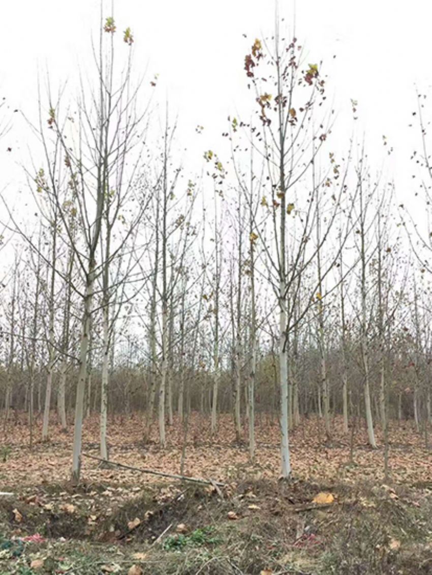 點(diǎn)擊查看詳細(xì)信息<br>標(biāo)題：法桐 閱讀次數(shù)：3558