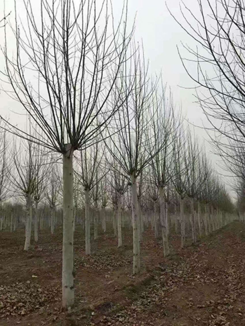 點(diǎn)擊查看詳細(xì)信息<br>標(biāo)題：法桐 閱讀次數(shù)：3229