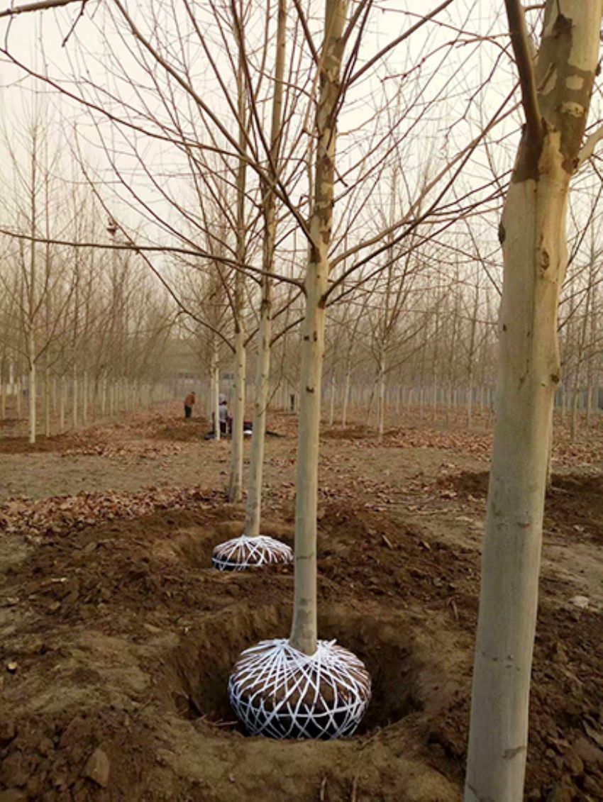 點(diǎn)擊查看詳細(xì)信息<br>標(biāo)題：法桐 閱讀次數(shù)：3228