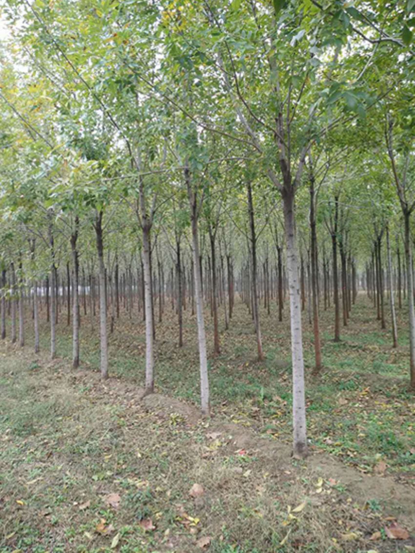 點(diǎn)擊查看詳細(xì)信息<br>標(biāo)題：白蠟 閱讀次數(shù)：3171