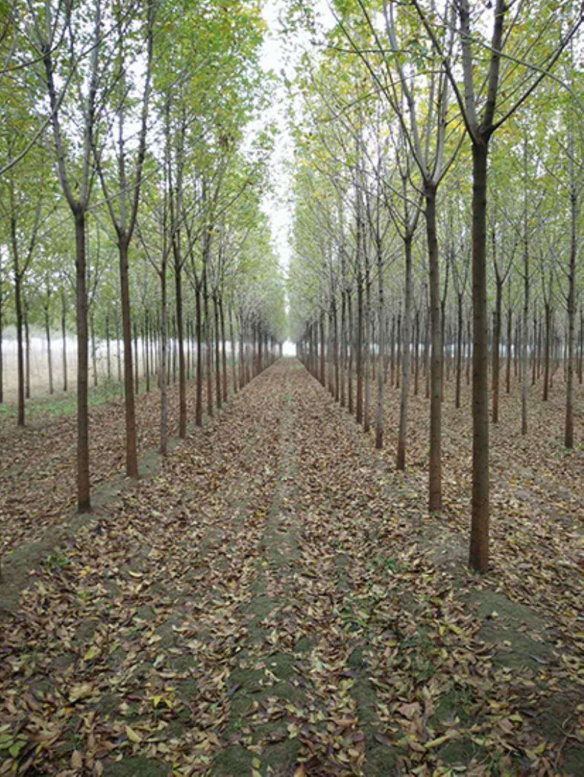 點(diǎn)擊查看詳細(xì)信息<br>標(biāo)題：白蠟 閱讀次數(shù)：3163