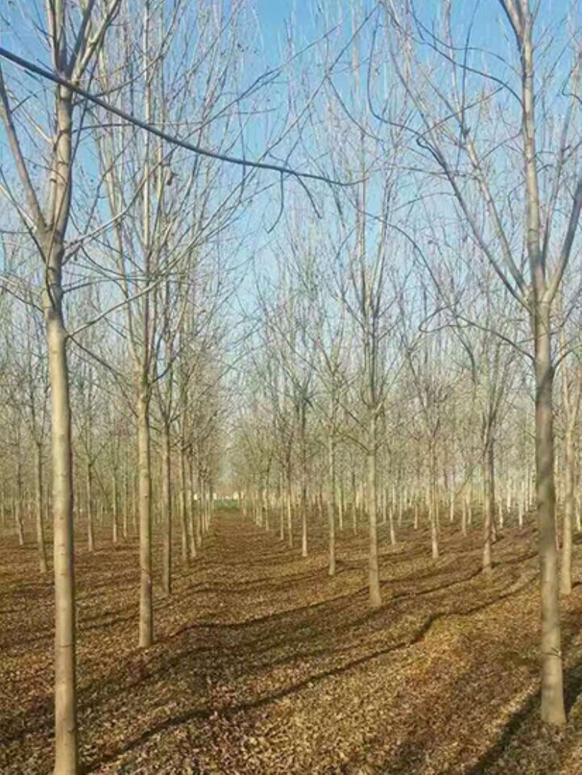 點(diǎn)擊查看詳細(xì)信息<br>標(biāo)題：白蠟 閱讀次數(shù)：3077