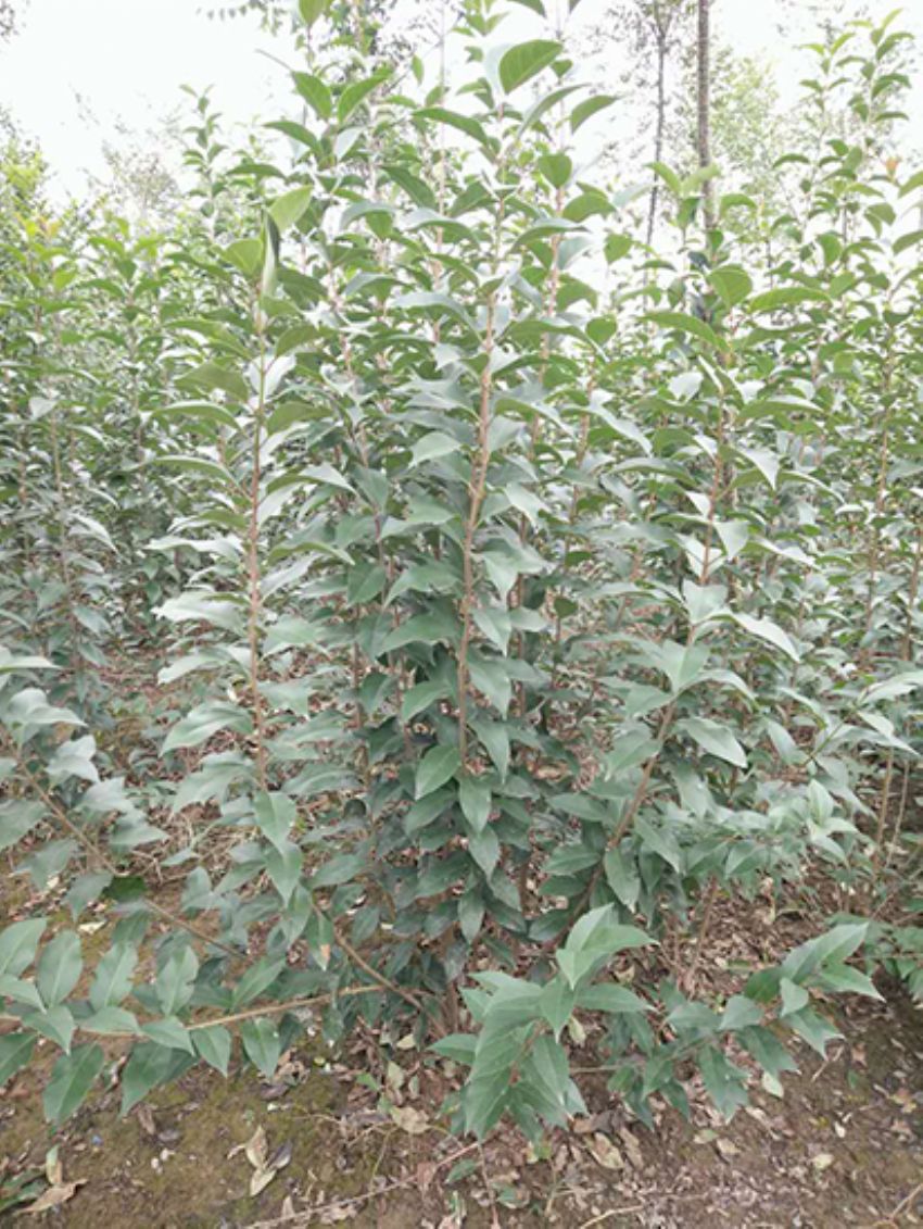 點(diǎn)擊查看詳細(xì)信息<br>標(biāo)題：叢生女貞 閱讀次數(shù)：3266