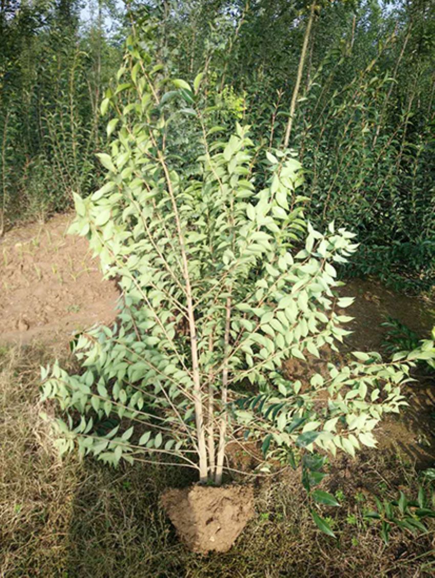 點(diǎn)擊查看詳細(xì)信息<br>標(biāo)題：叢生女貞 閱讀次數(shù)：3156