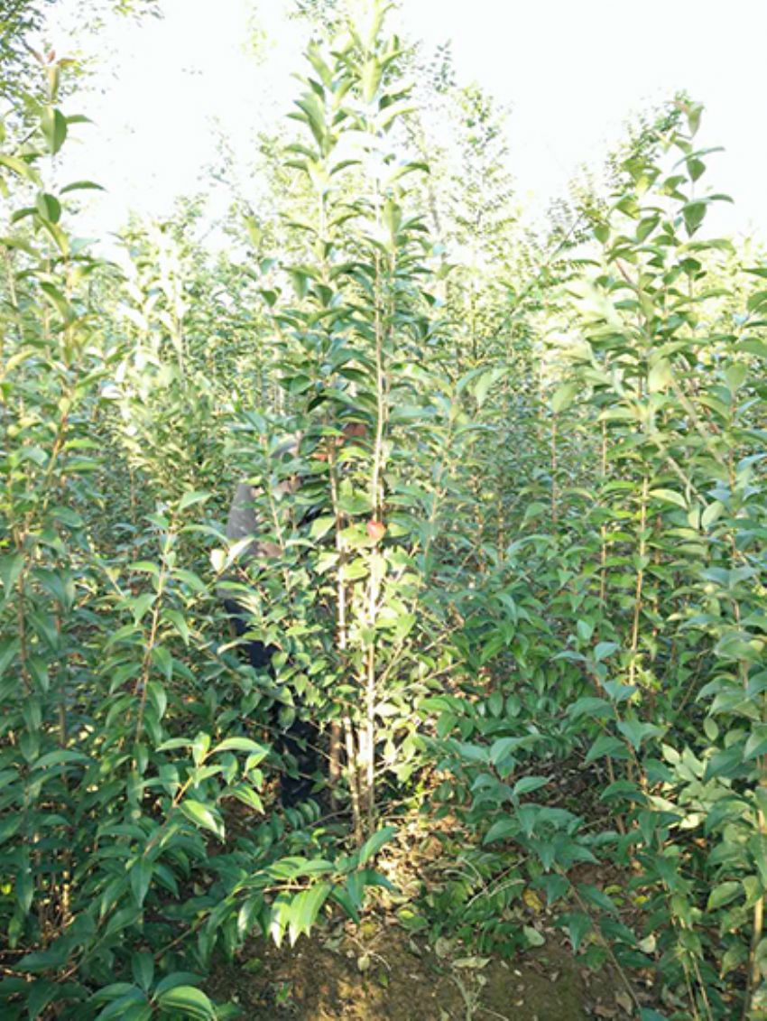 點(diǎn)擊查看詳細(xì)信息<br>標(biāo)題：叢生女貞 閱讀次數(shù)：3174