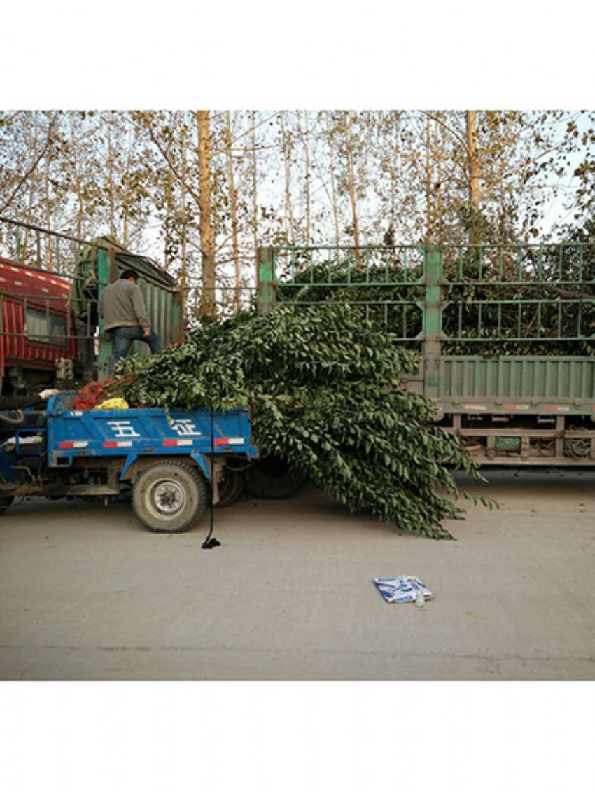 點(diǎn)擊查看詳細(xì)信息<br>標(biāo)題：叢生女貞 閱讀次數(shù)：3192