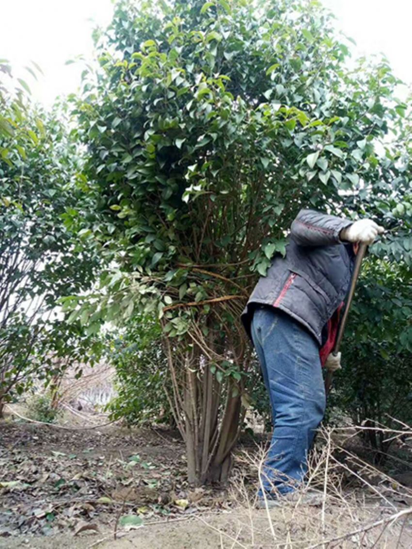 點(diǎn)擊查看詳細(xì)信息<br>標(biāo)題：叢生女貞 閱讀次數(shù)：3849