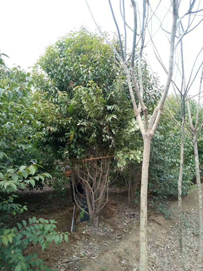 點(diǎn)擊查看詳細(xì)信息<br>標(biāo)題：叢生女貞 閱讀次數(shù)：3208