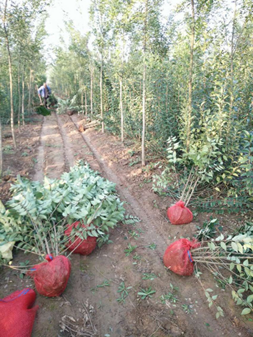 點(diǎn)擊查看詳細(xì)信息<br>標(biāo)題：叢生女貞 閱讀次數(shù)：3211